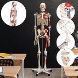 JAGO Human Anatomy Skeleton z detalami malowania mięśni, 181